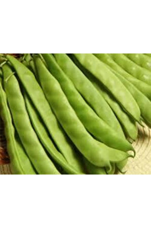 15 Adet Istanbul Boncuk Ayşe Kadın Kılçıksız Fasulye Tohum