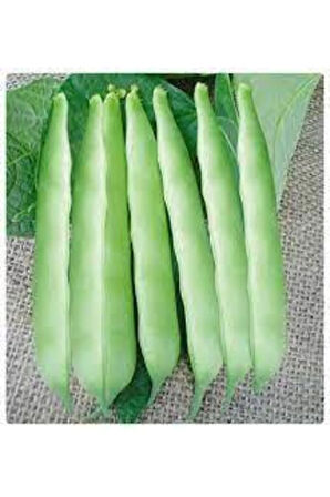 15 Adet Istanbul Boncuk Ayşe Kadın Kılçıksız Fasulye Tohum