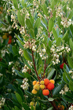 1-2 Yaş Arası Tüplü Kocayemiş (Arbutus unedo) Fidanı - Meyve Veren ve Dayanıklı Bitki