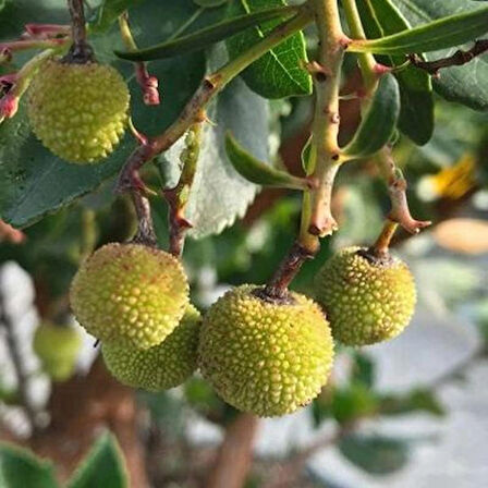 1-2 Yaş Arası Tüplü Kocayemiş (Arbutus unedo) Fidanı - Meyve Veren ve Dayanıklı Bitki