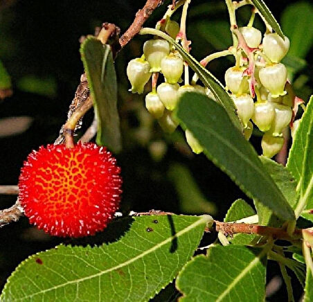 1-2 Yaş Arası Tüplü Kocayemiş (Arbutus unedo) Fidanı - Meyve Veren ve Dayanıklı Bitki