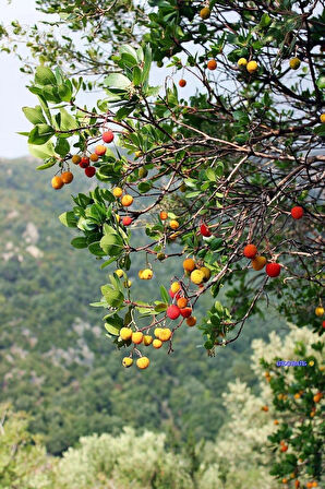 1-2 Yaş Arası Tüplü Kocayemiş (Arbutus unedo) Fidanı - Meyve Veren ve Dayanıklı Bitki