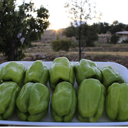 Taze Dolmalık Biber (Kendi Bahçemizden İlaçsız, gübresiz)
