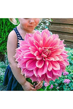 10 Adet Yıldız Çiçeği Tohumu Karışık Dahlia Yıldız Çiçek Tohumu Sürpriz Hediye Tohumludur