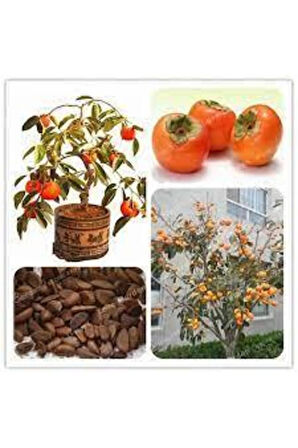 3 Adet Tohum Trabzon Hatay Hurması Bonsai Tohumu Yadigarı Hurma Yaş Hurma Tohumu