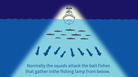 Yamashita Upper 95 mm Kalamar Zokası RW Keimura