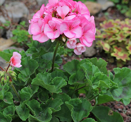 Sardunya Çiçeği Fuşya - Pelargonium potted Colorama Saksılı
