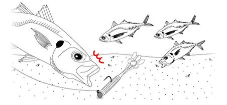 Evergreen DOT TAIL 2.5" Nokta Kuyruklu Light Game Solucan Yem 505 CLEAR PINK Ne - (20026505)