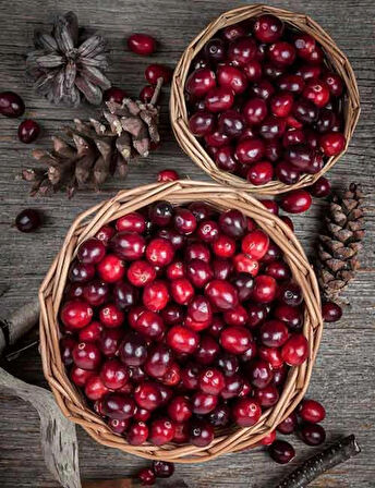 Şifalı Turna Yemişi Fidanı (Cranberry) - 1-2 Yaşında, Kırmızı Meyveler