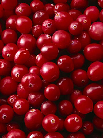 Şifalı Turna Yemişi Fidanı (Cranberry) - 1-2 Yaşında, Kırmızı Meyveler