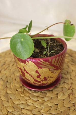 Saksı El İşi Hand Made Canlı Çiçekli