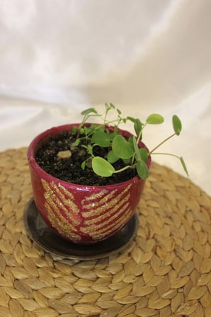 Saksı El İşi Hand Made Canlı Çiçekli