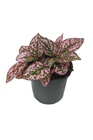 Pembe Hostes Çiçeği 10-20 Cm