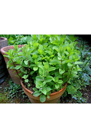 Nane Fidanı Saksılı 5-10 Cm