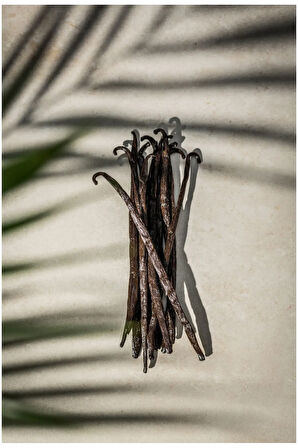 Gurme Vanilya Çubuğu 2 Adet Cam Tüpte Yeni Hasat