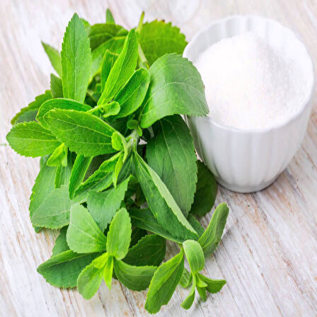 Doğal Tıbbı Aromatik Şeker Otu Stevia Fidesi (1 adet)