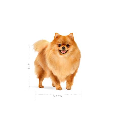 Royal Canin Küçük Irklar için Indoor Yetişkin Kuru Köpek Maması 1.5Kg
