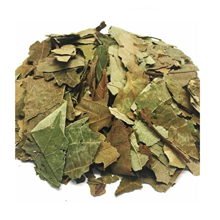 Avakado Yaprağı (Persea Gratissima) 250 g