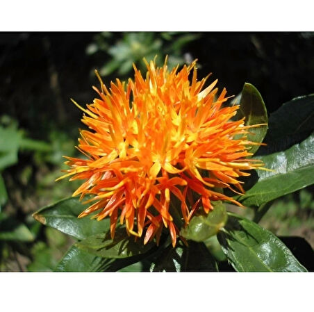 Aspir Safran Çiçeği Yerli Safran 500 Gr, Lokman Aktar