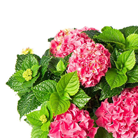 Gök Panel 60X60 LED Panel Aydınlatma Armatür Avize Sıva Üstü Desenli Tekli 46510707SU