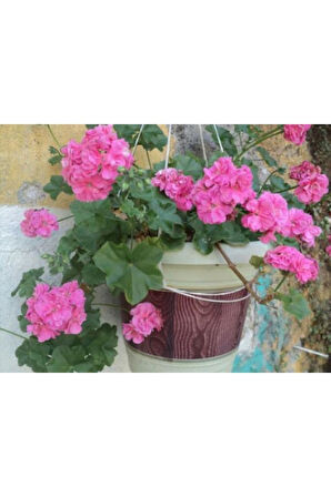 Sakız Sardunya Fidanı Saksılı Açık Pembe 10-20 Cm 
