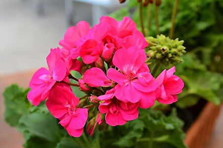 Sakız Sardunya Fidanı Saksılı Açık Pembe 10-20 Cm 