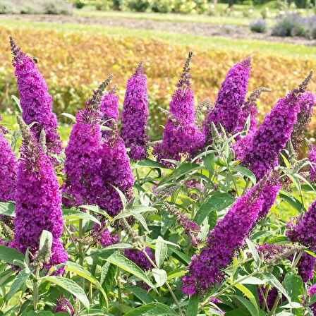 1-2 Yaş Arası Tüplü Mor Kelebek Çalısı (Buddleja davidii 'Butterfly Candy Little Purple') - Çekici Mor Çiçekler ve Kelebekler İçin Cazibe Merkezi