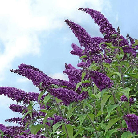 1-2 Yaş Arası Tüplü Mor Kelebek Çalısı (Buddleja davidii 'Butterfly Candy Little Purple') - Çekici Mor Çiçekler ve Kelebekler İçin Cazibe Merkezi