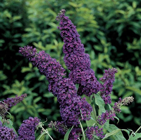 1-2 Yaş Arası Tüplü Mor Kelebek Çalısı (Buddleja davidii 'Butterfly Candy Little Purple') - Çekici Mor Çiçekler ve Kelebekler İçin Cazibe Merkezi