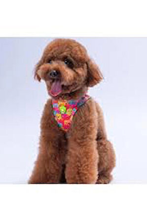 KÖPEK GÖĞÜS TASMASI RENKLİ
