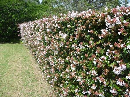 15 Adet Abelya Çiçeği (Güzellik Çalısı) 30-50 cm abelia chinensis