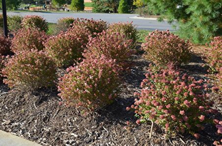 15 Adet Abelya Çiçeği (Güzellik Çalısı) 30-50 cm abelia chinensis