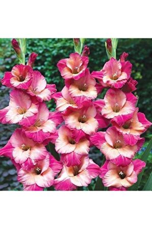 5 Adet Çift Renkli Glayör Çiçeği Soğanı