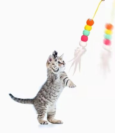 Elastik Kendinden Yapışkanlı Solucan Kedi Oltası Bx40