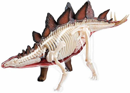 4d Master Vision Anatomi Modeli - Stegosaurus Dinozor
