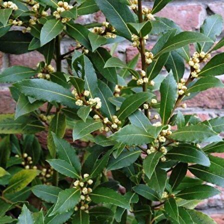 9 Adet Tüplü Defne Ağacı Fidanı 50-60 Cm. laurus nobilis