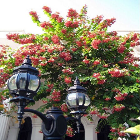 Quisqualis İndica Yoğun Kokulu Bindallı Sarmaşığı Fidanı (10-20cm)