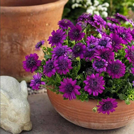 Katmerli Erato Double Purple Bodrum Papatyası Çiçeği Fidesi (1 adet)