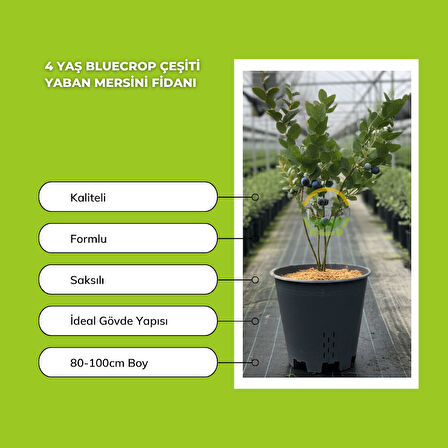 4 Yaş Bluecrop Çeşiti Yaban Mersini Fidanı
