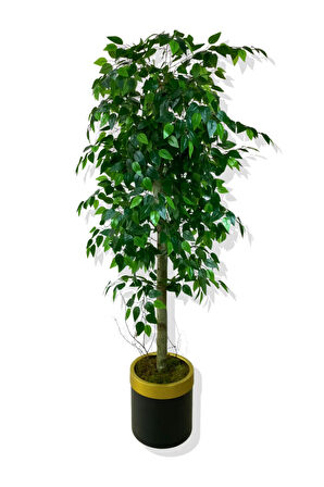BENJAMİN 160 CM YAPAY AĞAÇ 30x25 GOLD KEMERLİ SAKSI