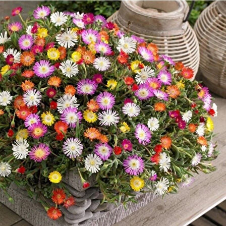 Pastel Renkler Yayılıcı Sarkıcı Delasporma Mixed Buz Çiçeği Fidesi (5 adet)