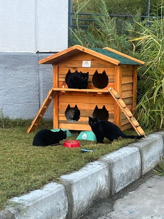 Pati Emlak Ahşap Kedi Evi Dış Mekan Kedi Kulübesi Ahşap