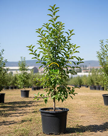 4 Yaş Aşılı Starkrimson Delicious Elma Fidanı 'Yarı Bodur'