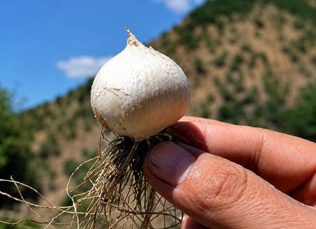 ÖZEL ÜRETİM MUNZUR DAĞ SARIMSAĞI (1KG)