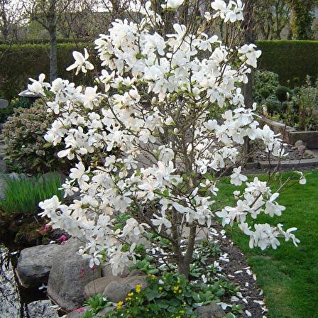 Magnolıa Soulangeana Loebneri Merrill  Yoğun Kokulu Beyaz Çiçekli Manolya Fidanı