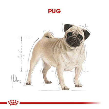 Royal Canin Pug Yetişkin Kuru Köpek Maması 1.5kg