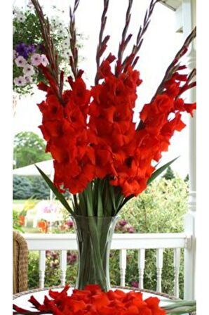 Açık Kırmızı Renkli Glayör Çiçek Soğanı 3 Adet