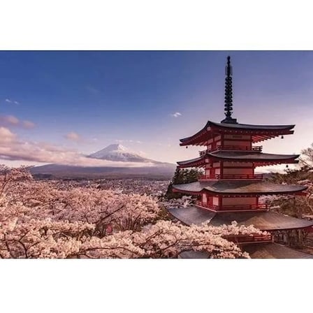 Maxi Poster Mount Fuji Blossom