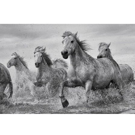 Maxi Poster Camargue Horses