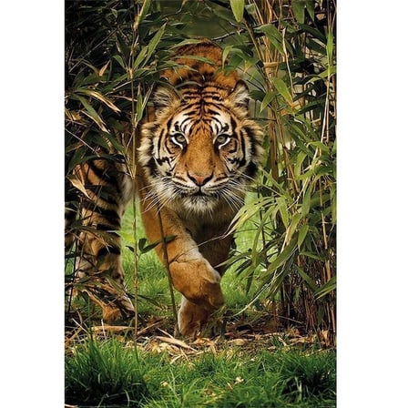 Maxi Poster Bamboo Tiger